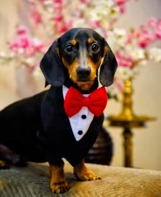 PawlnStyle Dog Blazer Bandana