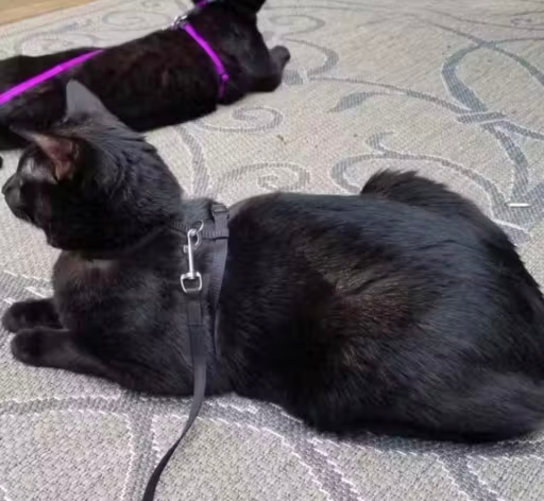 Dosan Adjustable  Black Cat Harness with Leash for All Cats & Kitten easy to fit